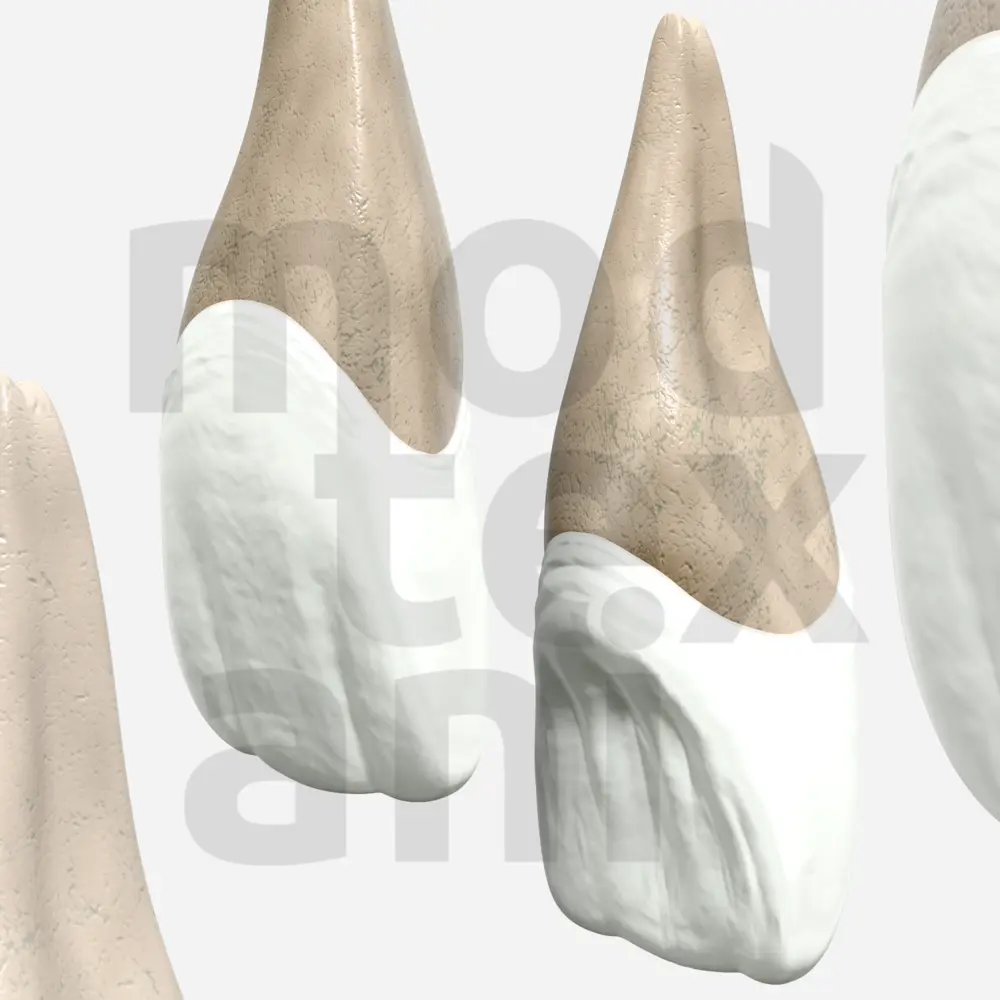 Модель зуба
